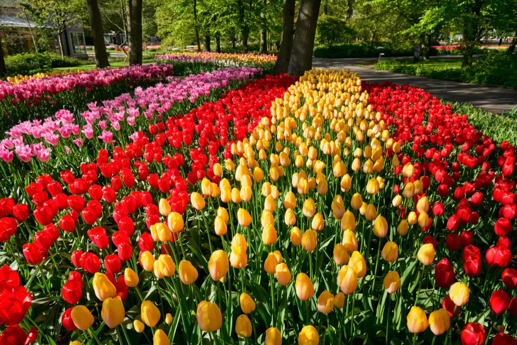 Vibrant Tulip Blooms Red Yellow Pink Lush Greenery Sunlit