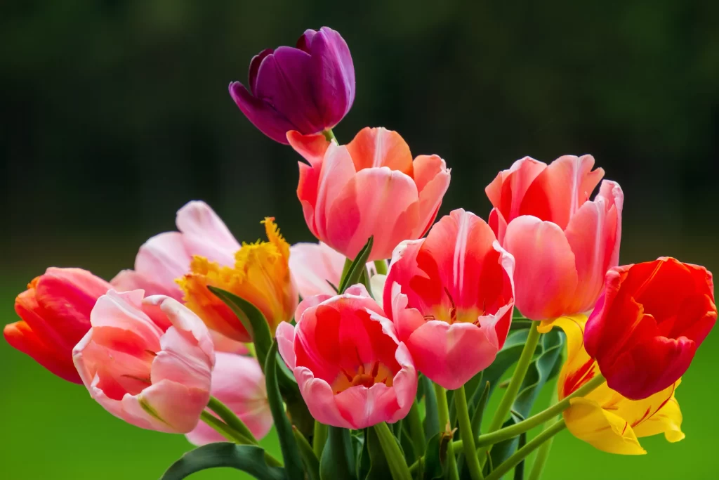 Vibrant Tulip Bouquet Petals Red Pink Yellow Purple