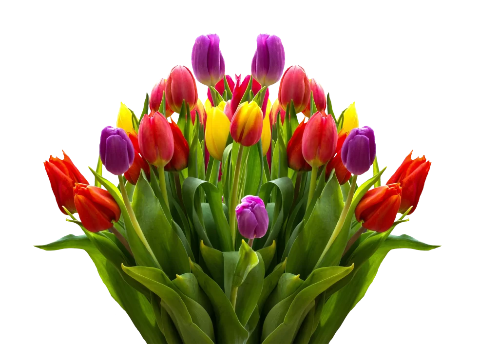 Vibrant Tulip Bouquet Red Yellow Purple Petals Green Leaves