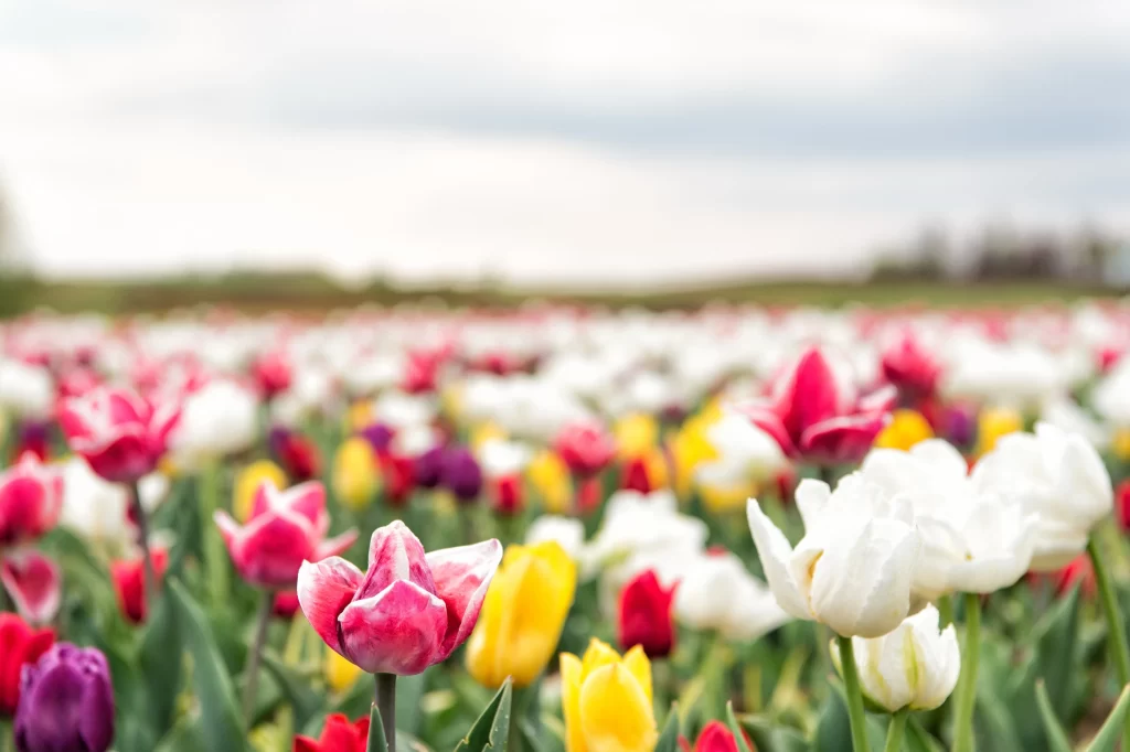 Vibrant Tulip Field Multicolored Blooms