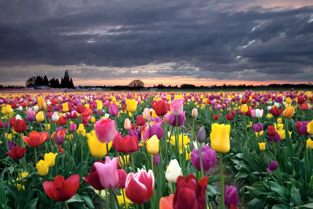 Vibrant Tulip Field Multicolored Blooms Sunset Sky