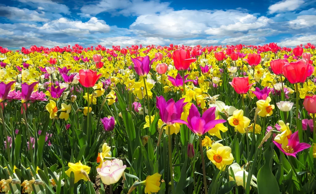 Vibrant Tulip Field Yellow Red Purple