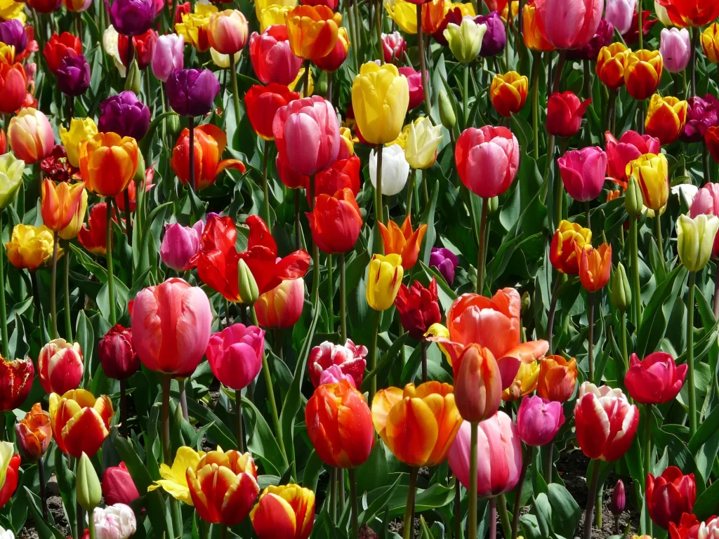 Vibrant Tulip Multicolored Petals Blooming Lush Greenery