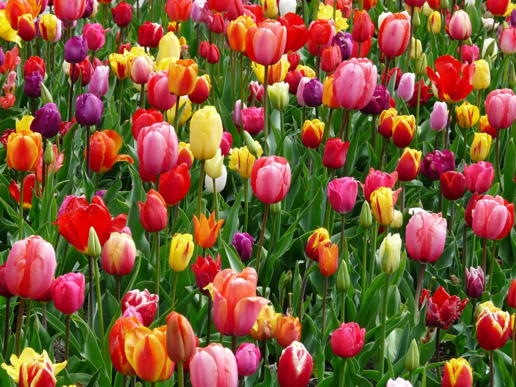 Vibrant Tulip Multicolored Petals Lush Greenery Dense Blooms