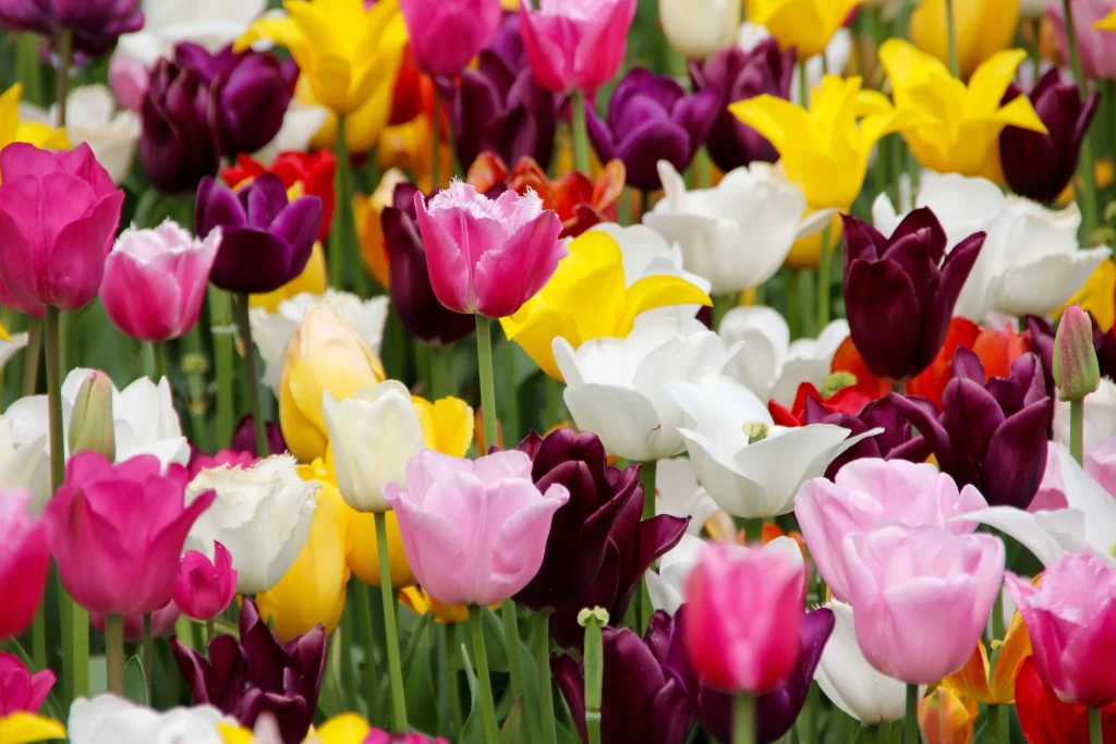 Vibrant Tulip Multicolored Petals Dense Array