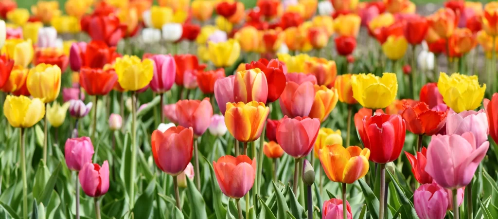 Vibrant Tulip Multicolored Petals Blooming warm Lush