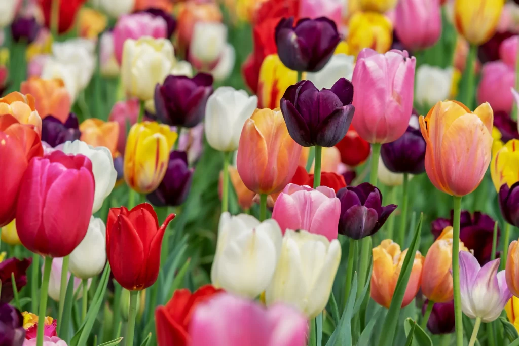 Vibrant Tulip Multicolored Petals Blooming warm Lush