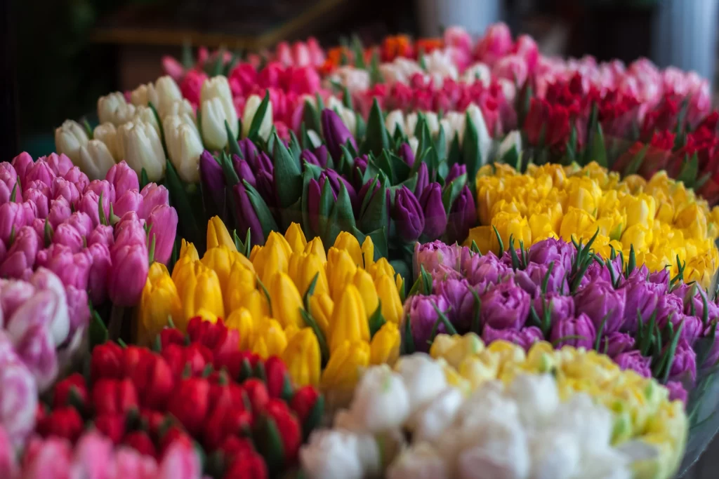 Vibrant Tulip Multicolored Petals Array