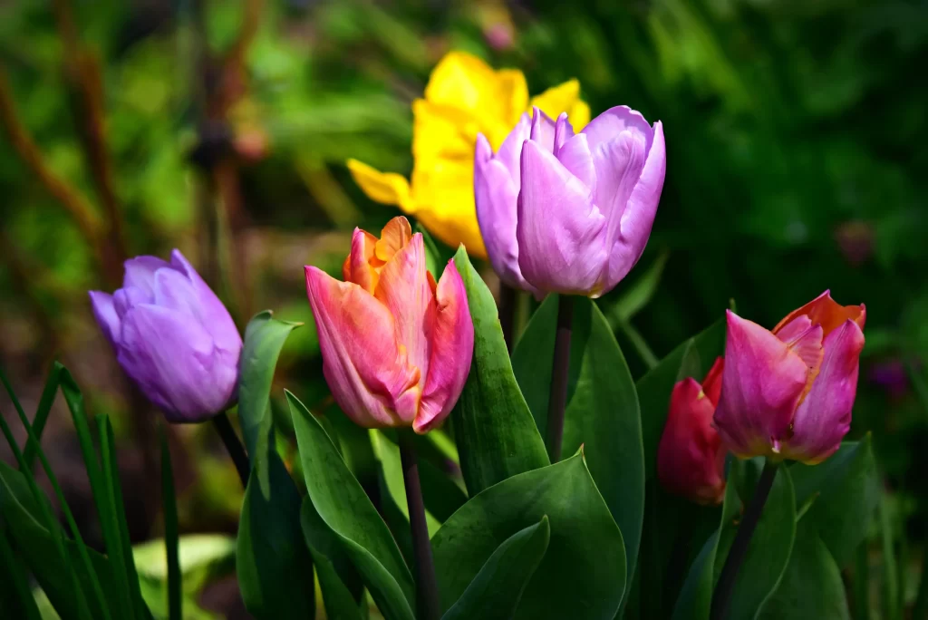Vibrant Tulip Petals Yellow Purple Red