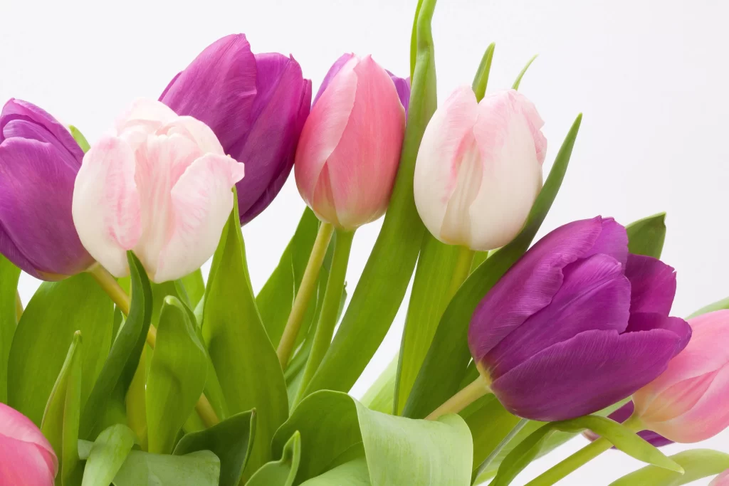 Vibrant Tulip Purple Pink White Petals Green Leaves
