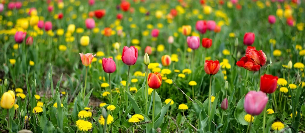 Vibrant Tulip Red Pink Yellow Blooming Field
