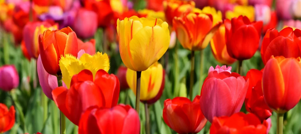 Vibrant Tulip Red Yellow Pink Petals Blooming