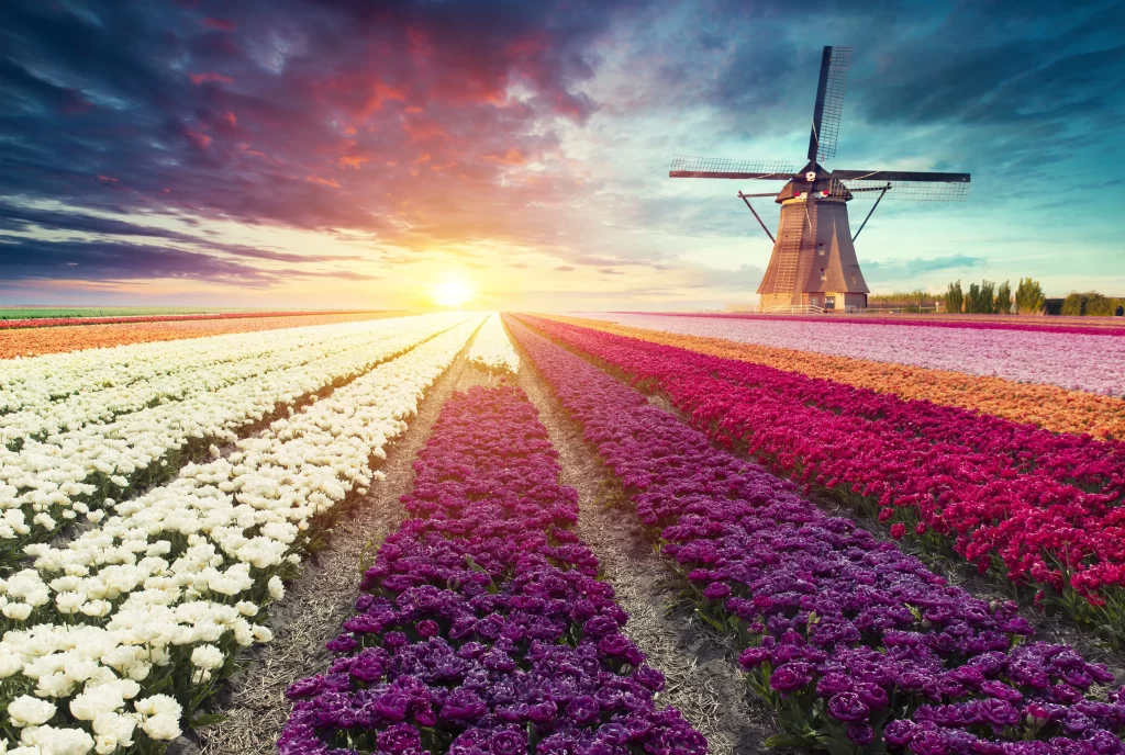 Vibrant Tulip Rows Rainbow Blooms Windmill Sunset