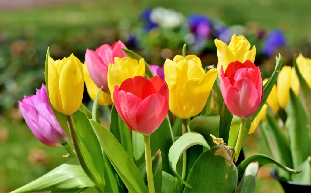 Vibrant Tulip Yellow Red Purple Petals Green Leaves