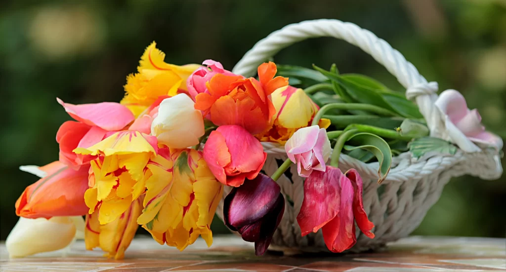 Vibrant Tulip Yellow Red Pink White Petals Basket