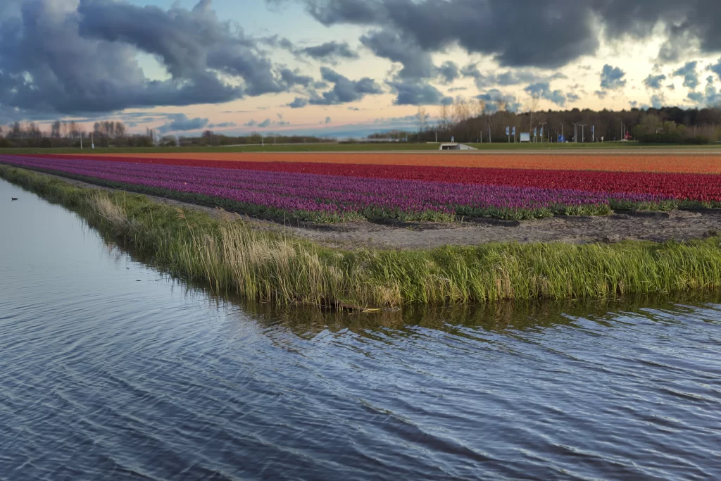 Vibrant Tulips Blooming Rows Colorful Sky