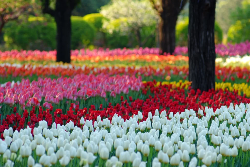 Vibrant Tulips Blooming White Red Yellow Pink