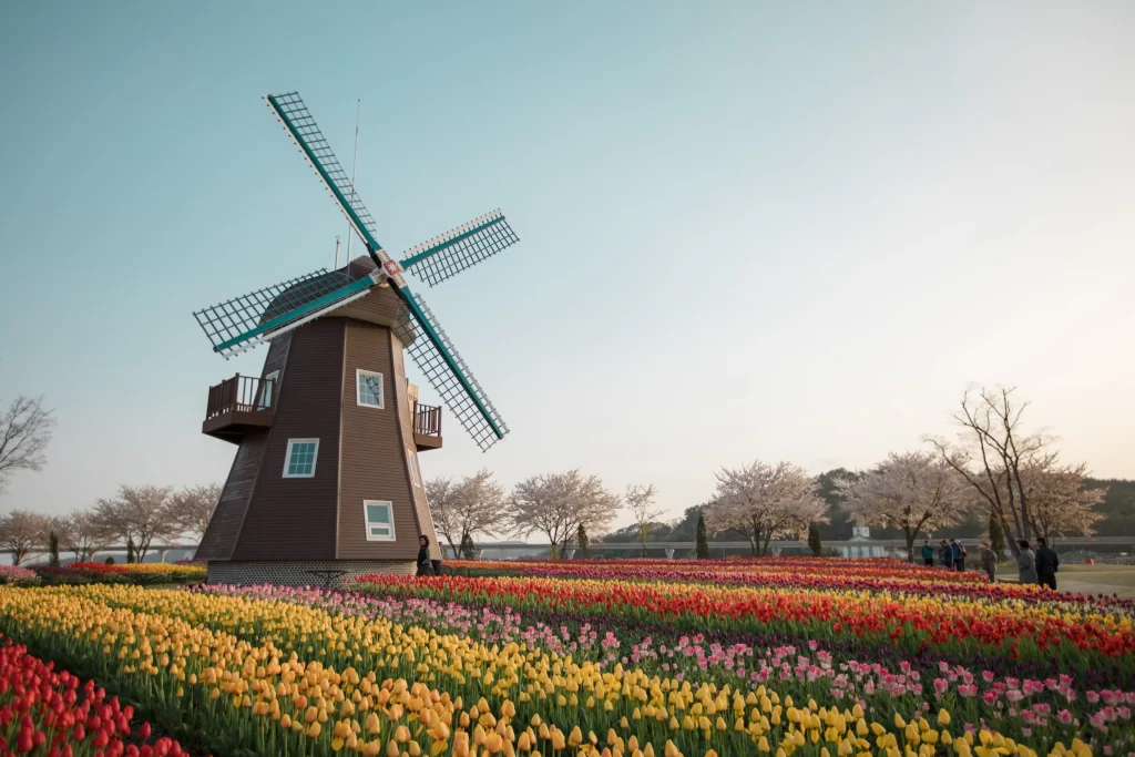 Vibrant Tulips Multicolored Blooms Windmill Scenic Landscape