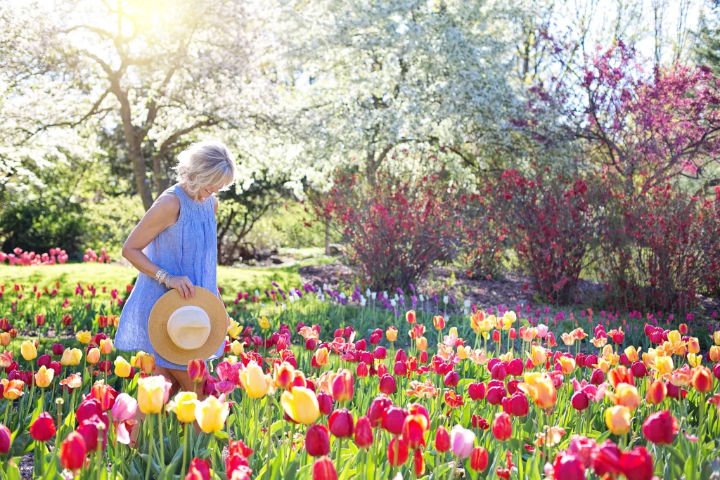 Vibrant Tulips Red Yellow Pink Blooming Sunlight