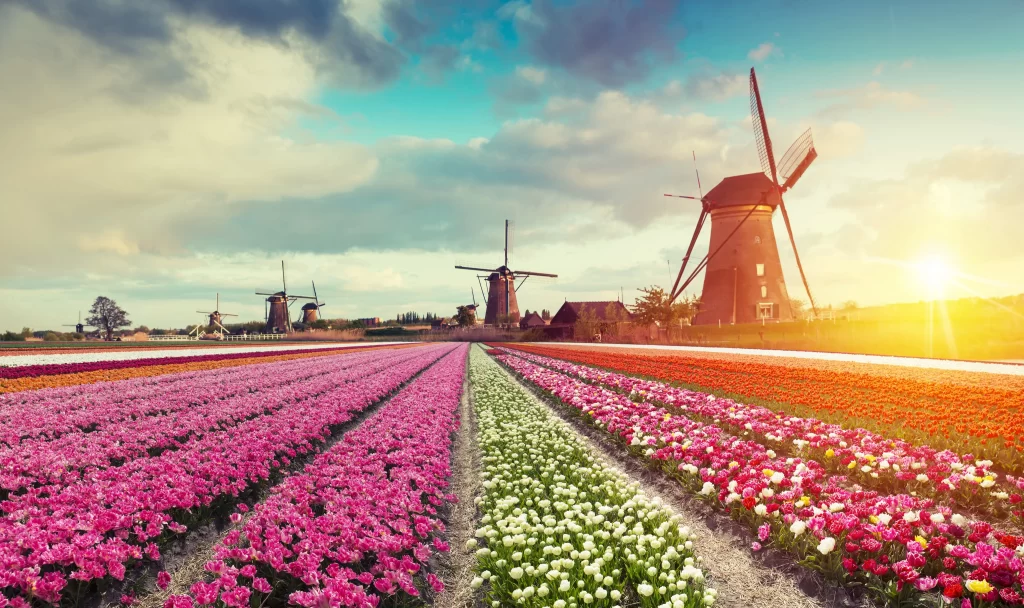 Vibrant Tulips Rows Rainbow Colors Windmills