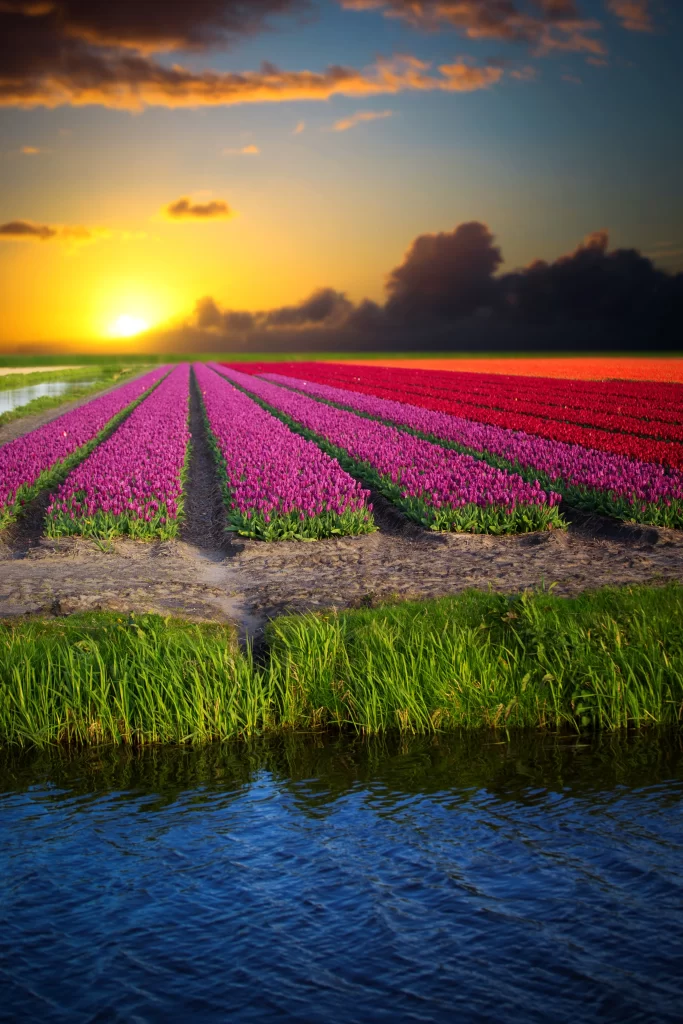 Vibrant Tulips Sunset Rows Greenery Reflection