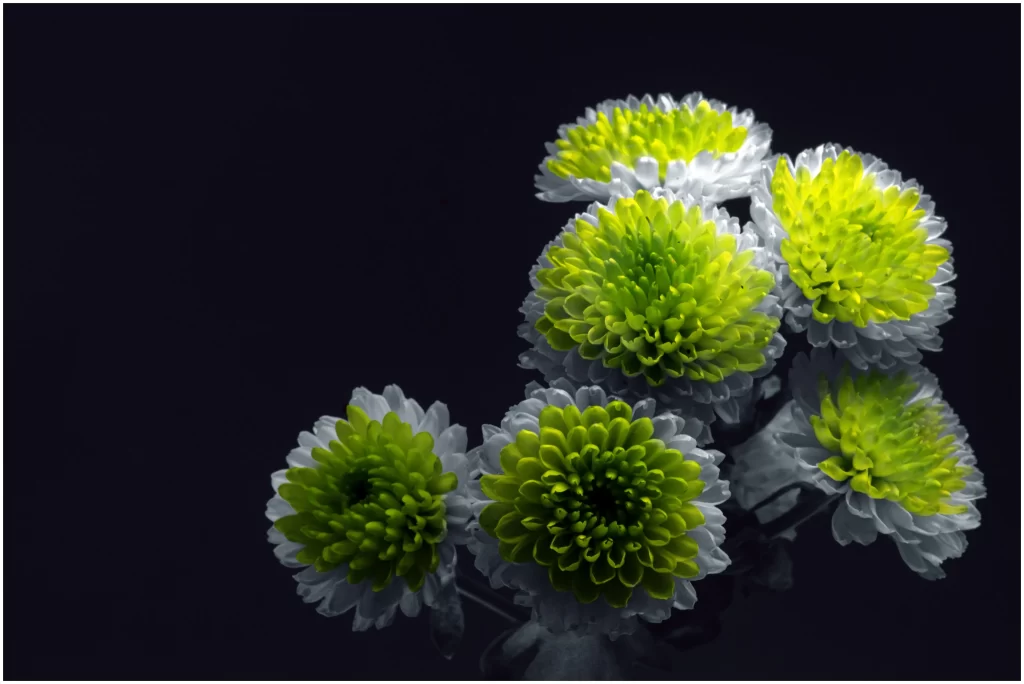 Vibrant Yellow White Petals Dark Background