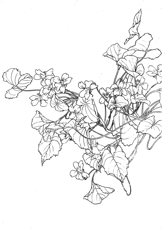 Violet Chinese Line Drawing Botanical Art