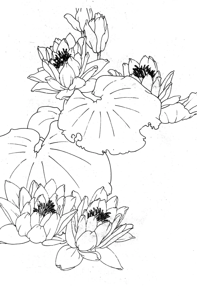 Water Lily Chinese Line Drawing Botanical Art