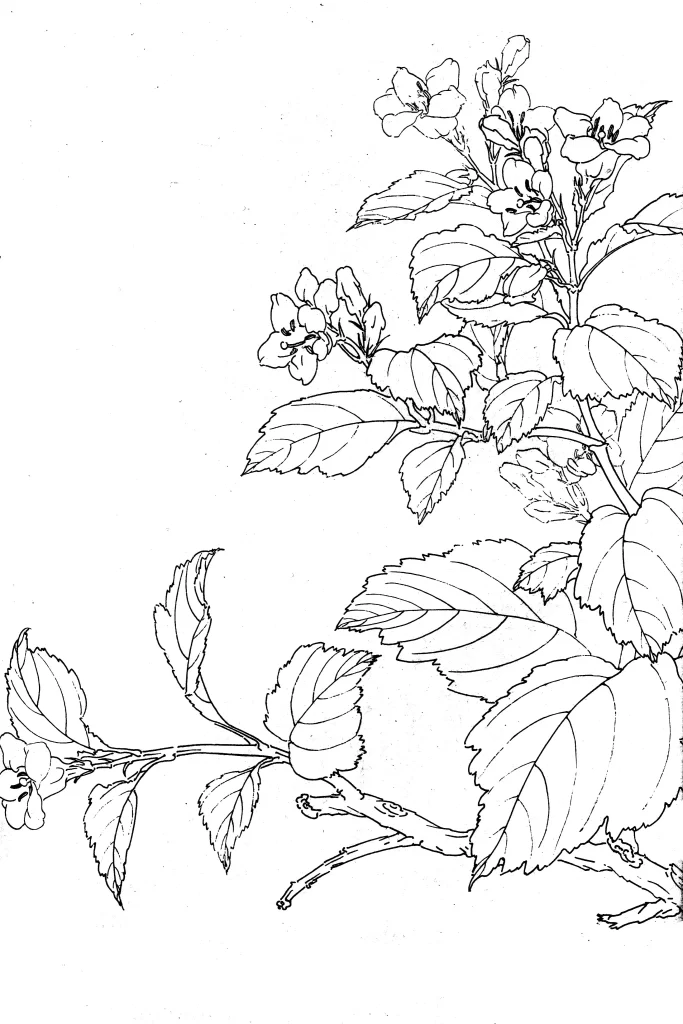 Weigela Chinese Line Drawing Botanical Art