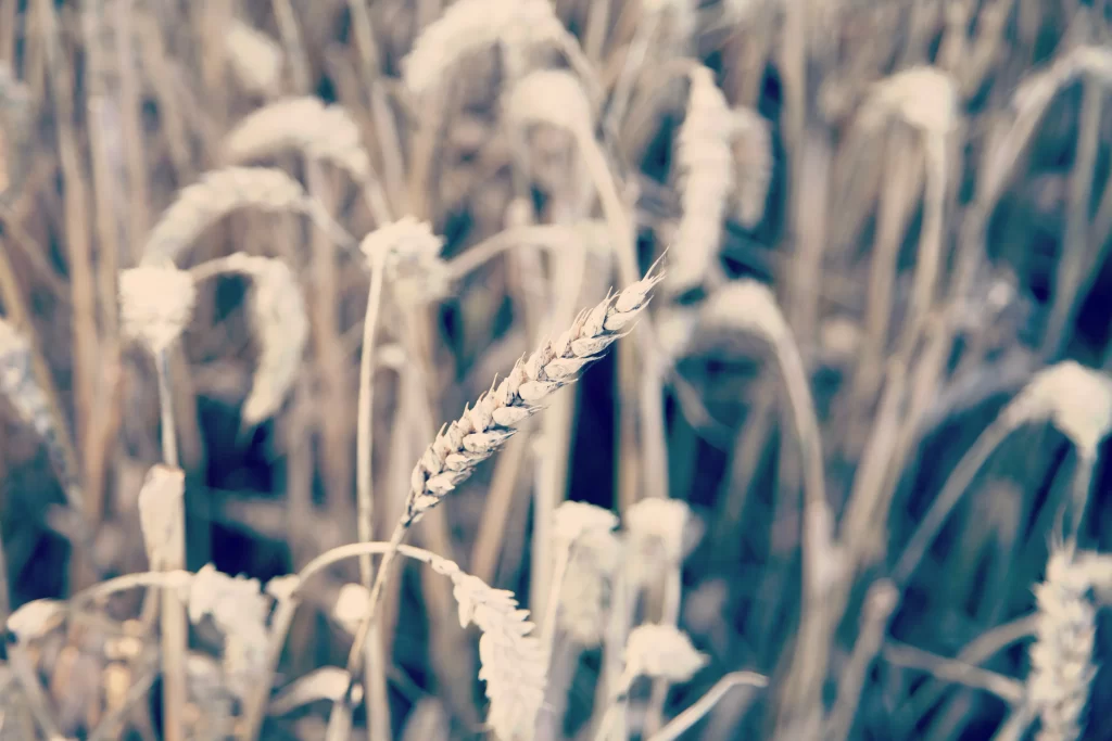 Wheat Field Yellow Green Brown