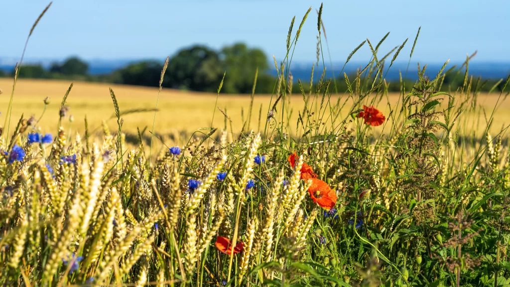 Wheat Field Yellow Green Blue Red Poppy Cornflower
