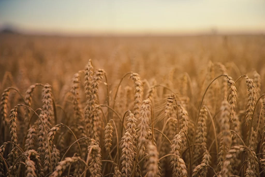 Wheat Golden Brown Field Blue Sky