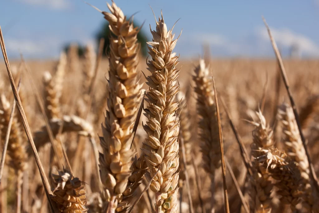 Wheat Golden Brown Green Leaf Blue Sky