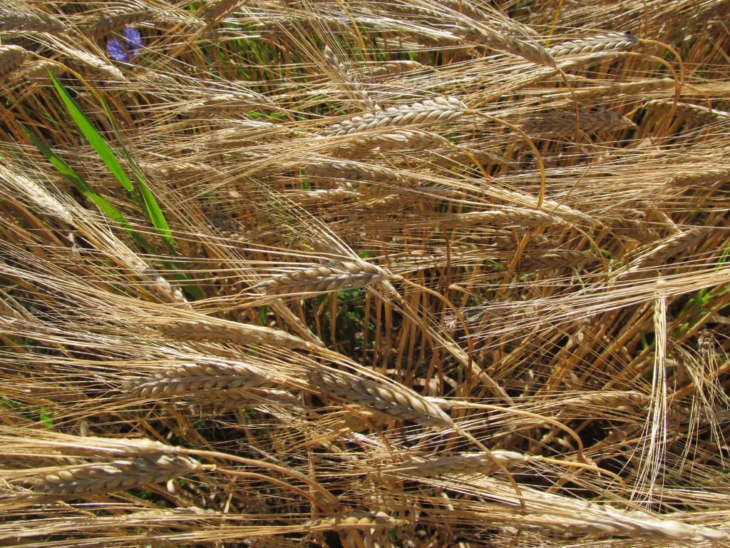 Wheat Golden Brown Green Blue Flower