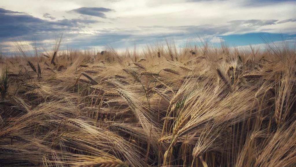 Wheat Golden Brown Green Blue Sky