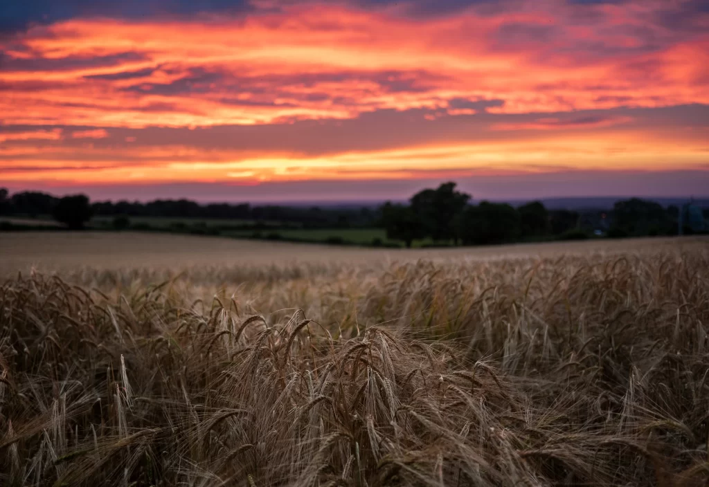 Wheat Golden Brown Sunset Orange Red Sky