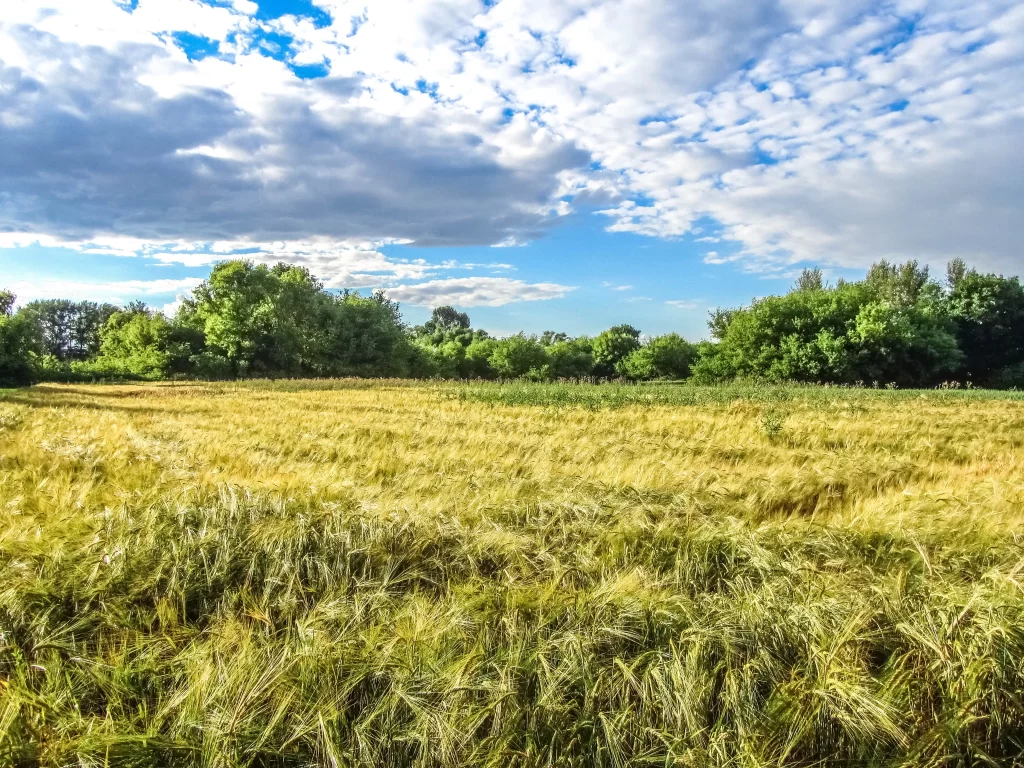Wheat Golden Green Trees Blue Sky White Clouds