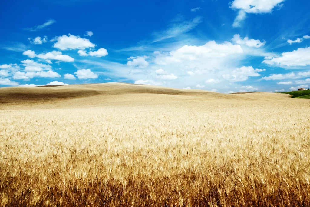 Wheat Golden Yellow Blue Sky White Clouds