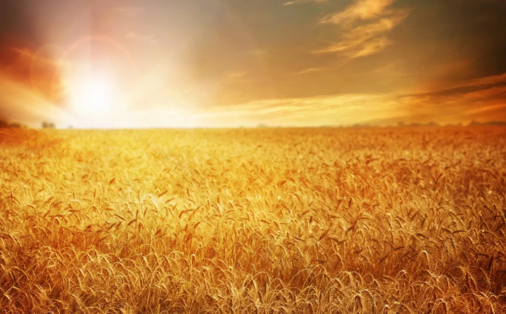 Wheat Golden Yellow Field Orange Sky
