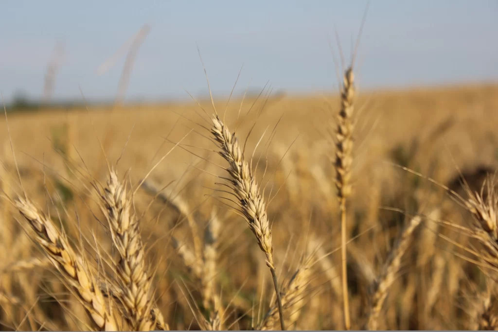 Wheat Golden Yellow Field Blue Sky