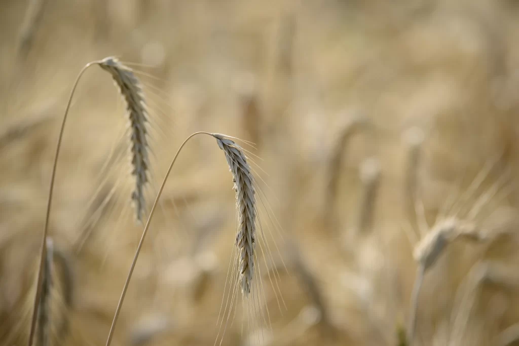 Wheat Golden Yellow Field Harvest Mature