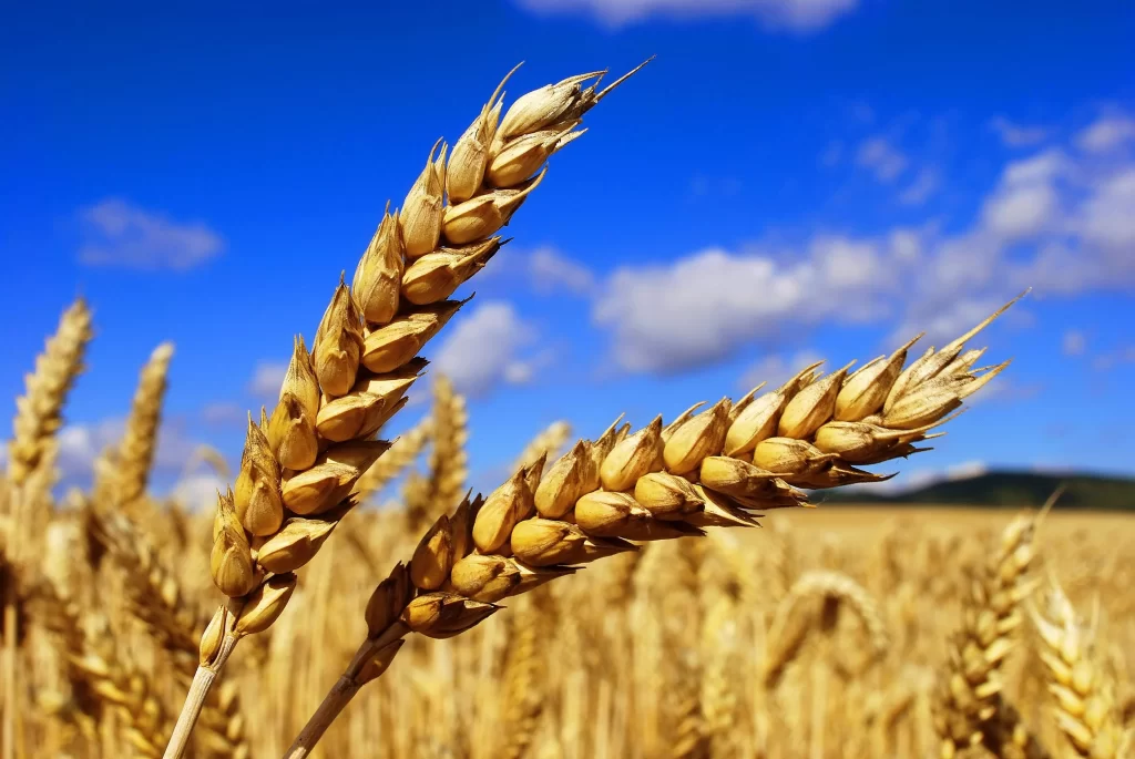 Wheat Golden Yellow Green Blue