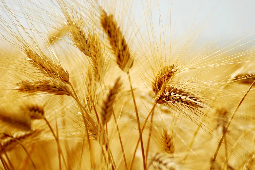 Wheat Golden Yellow Green warm Field