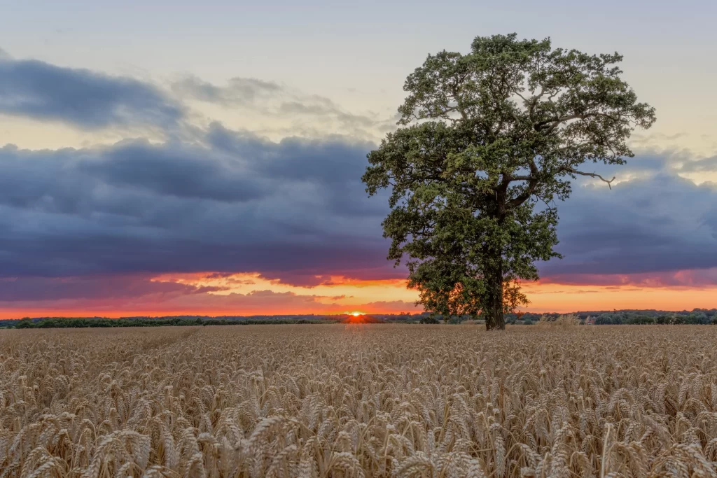 Wheat Golden Yellow Green Leaves Orange Sunset Blue Sky
