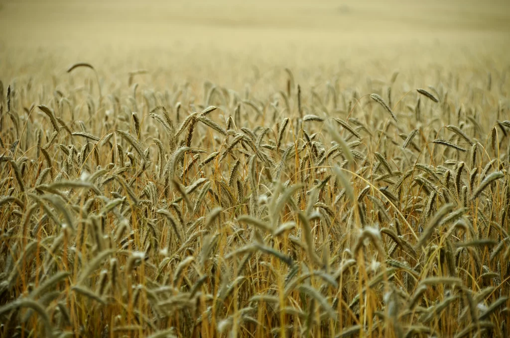 Wheat Golden Yellow Green warm Field