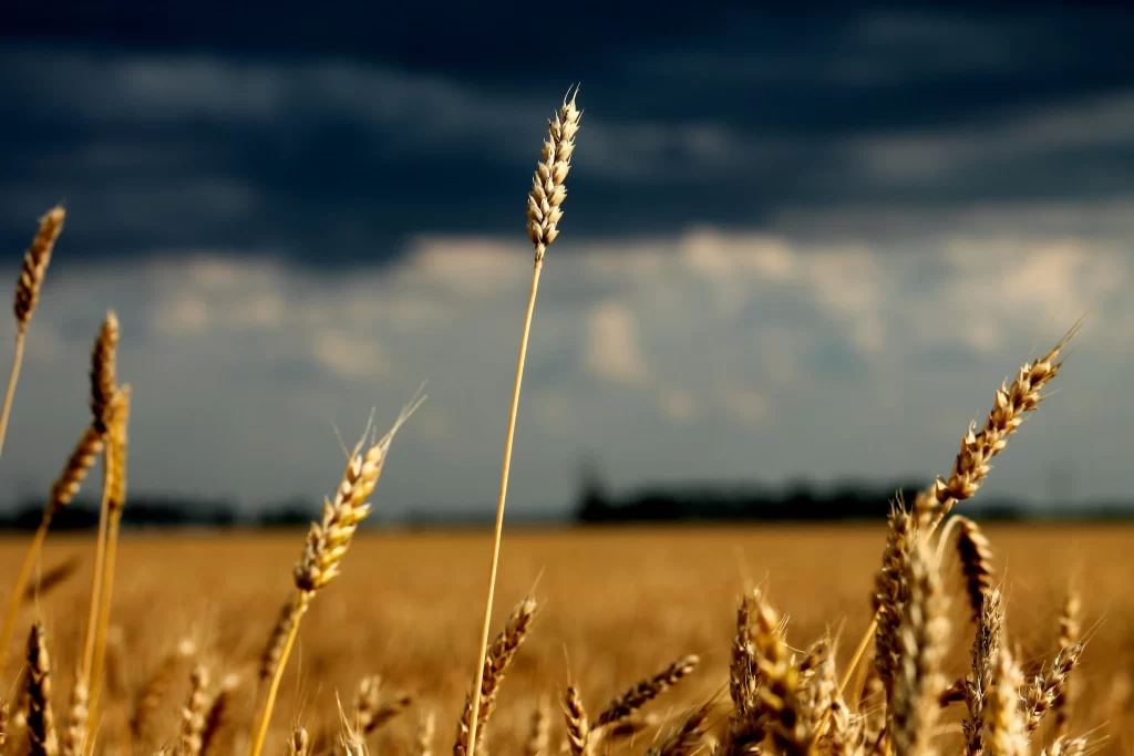 Wheat Golden Yellow Green Leaf Blue gray Sky