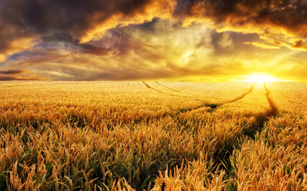 Wheat Golden Yellow Green Field Orange Sky