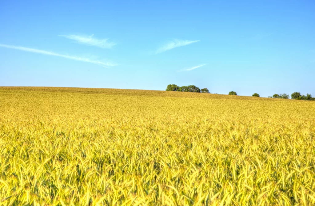 Wheat Golden Yellow Green Blue warm Sky