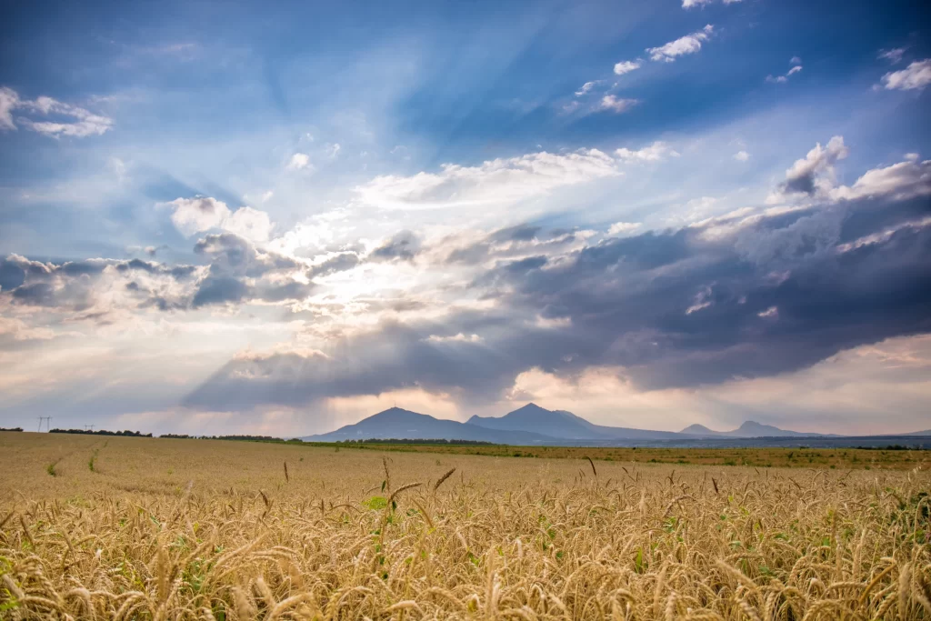 Wheat Golden Yellow Green Blue gray Sky