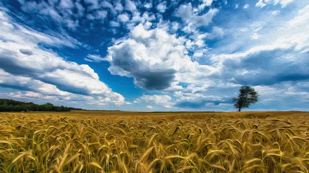Wheat Golden Yellow Green Blue gray Sky
